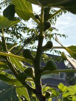 IMG_7596.jpeg