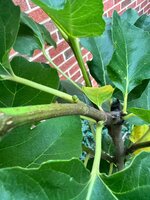 IMG_2064.jpeg