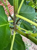 IMG_2065.jpeg