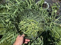 IMG_3265.jpeg