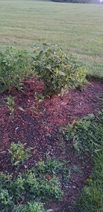 20260615_055917.jpg
