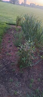20260615_055932.jpg
