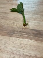 IMG_3056.jpeg