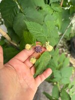 IMG_9773.jpeg