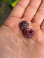 IMG_9775.jpeg