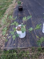 PXL_20260616_005701866.jpg