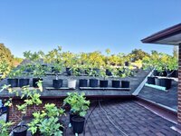 roof.jpeg