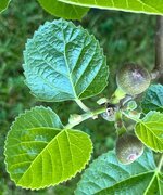 panama2_figs.jpg