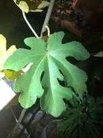 IMG_2648.jpeg