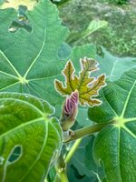 IMG_8319.jpeg