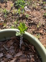 IMG_0431.jpeg