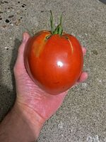 cuore1.jpg cuore1.jpg