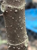 IMG_6097.JPG IMG_6097.JPG