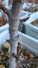 IMG_2746.jpeg IMG_2746.jpeg