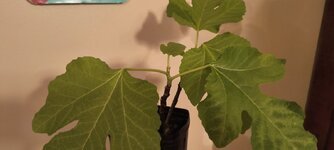 IMG_20250116_213350983.jpg