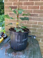IMG_1794.jpeg