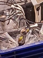 20250208_101756.jpg 20250208_101756.jpg