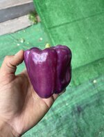 IMG_1892.jpeg