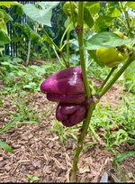 IMG_1893.jpeg