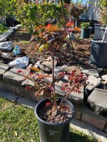 Mom's Red from cutting.jpg