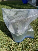 Barbara Bush cuttings .jpg