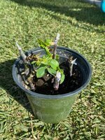 Barbara Bush cuttings growing.jpg