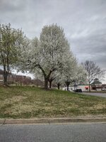 IMG_20250325_125828785_HDR.jpg IMG_20250325_125828785_HDR.jpg