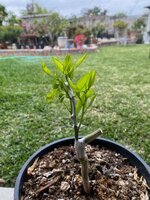 Navel Orange Graft To Grapefruit seedling.jpg