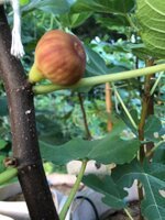 IMG_2389.jpeg