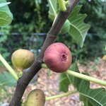 IMG_2647.jpeg