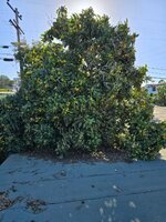 Loquat Harvest.jpg