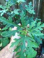 IMG_6272.JPG