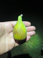 IMG_5491.jpeg IMG_5491.jpeg