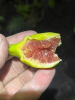 IMG_5786.jpeg IMG_5786.jpeg