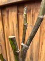 IMG_3461.jpeg