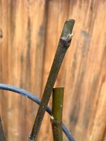 IMG_3468.jpeg