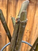IMG_3467.jpeg