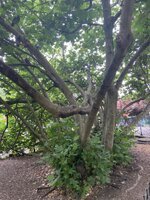 IMG_9478.jpeg