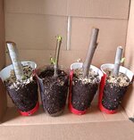 20250430_081330.jpg 20250430_081330.jpg