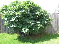 Celeste original south tree.jpg