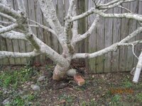 Celeste tree base dormant.JPG