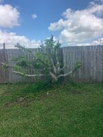 fig tree south after freeze.jpg