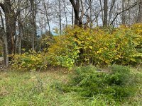 IMG_7738.jpeg IMG_7738.jpeg