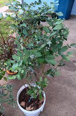 20250426_083958.jpg 20250426_083958.jpg