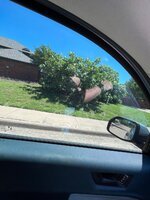 IMG_3724.jpeg