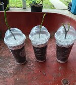 1000006717.jpg 1000006717.jpg