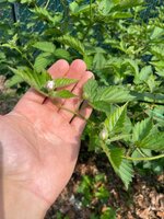 IMG_2911.jpeg