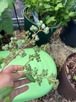 IMG_2917.jpeg