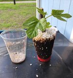 20250508_184947.jpg 20250508_184947.jpg