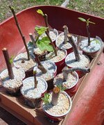 20250509_110930.jpg 20250509_110930.jpg